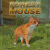 Forest Mouse Forest Mouse img